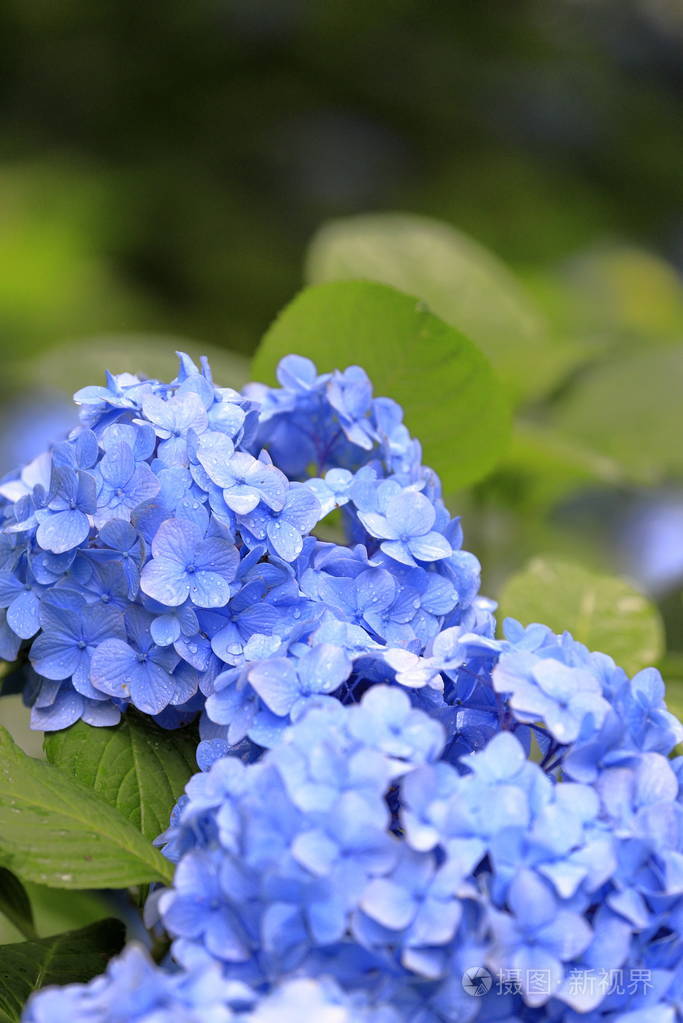日本神奈川镰仓的绣球花一种蓝紫色的花