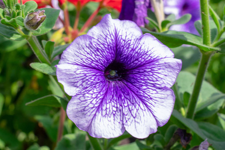 紫色矮牵牛花图片