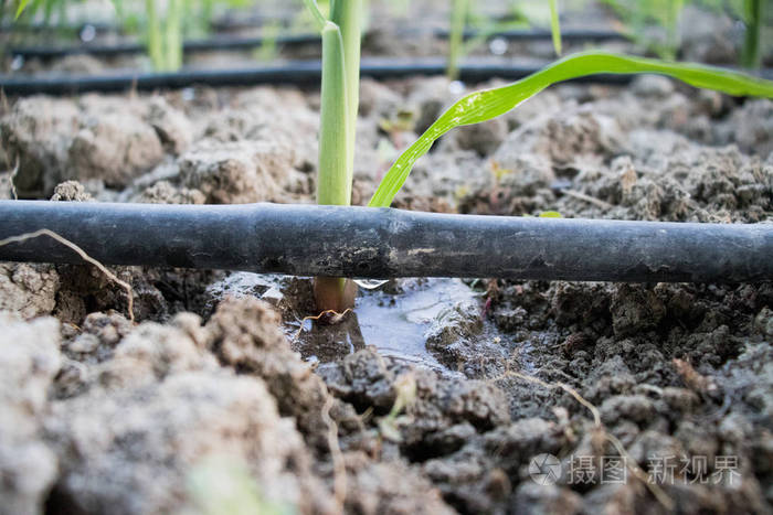 滴灌系统玉米地绚丽的绿色背景