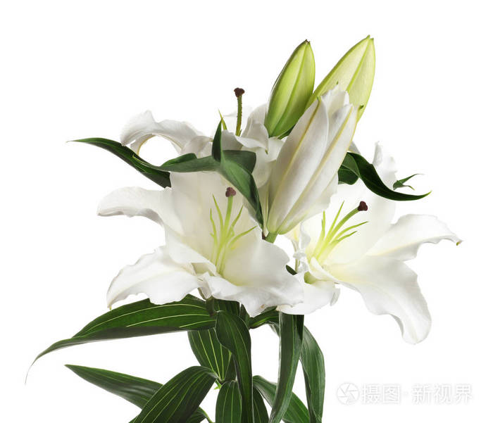 白色背景上美丽的百合花葬花