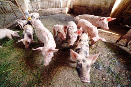 大型养猪场内部景观.贾蒙-塞拉诺传统的西班牙火腿在市场上关闭.