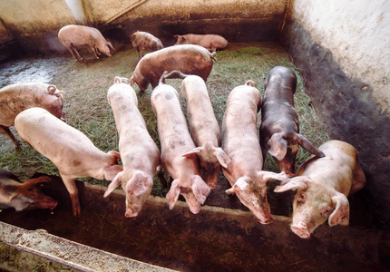 三水南山养猪场图片