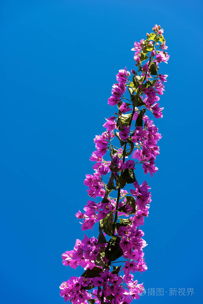 蓝天上紫罗兰花
