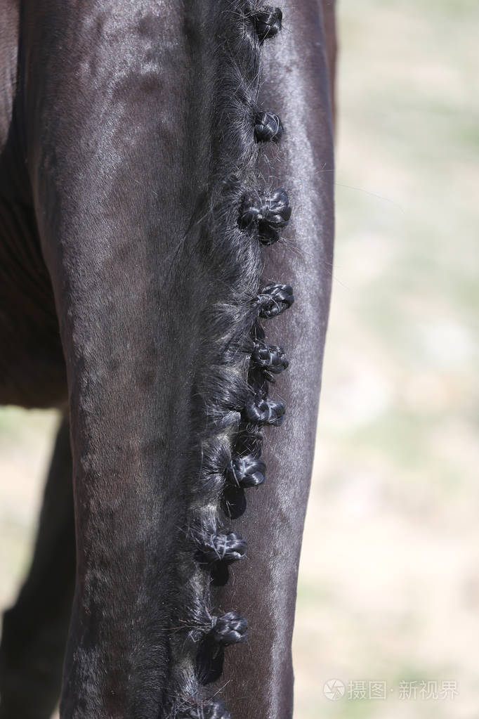 盛装舞步马的颈部