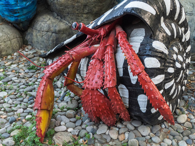 寄居蟹关闭图片