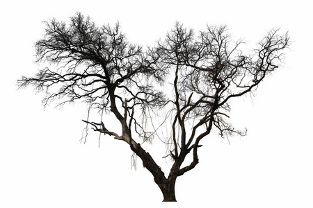 白色背景下孤立的枯树,孤立的热带树木插画