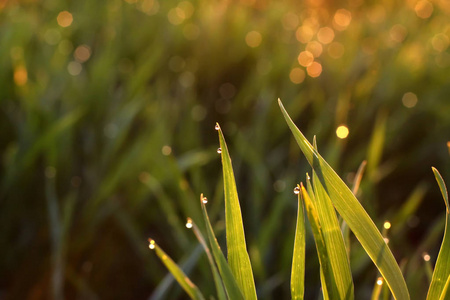 青晨的问候图片
