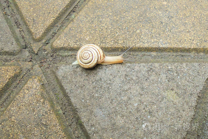 在潮湿的铺板上爬行的条纹蜗牛