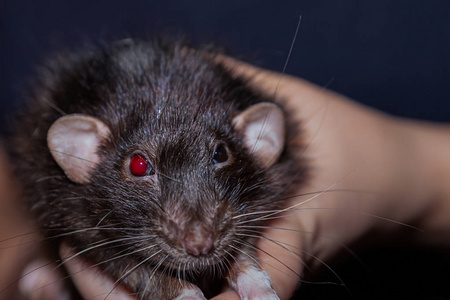 老老鼠的肖像特写照片