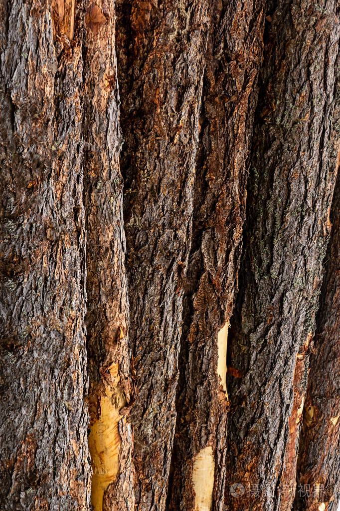 雪松垂直树干树皮自然生态深棕色背景
