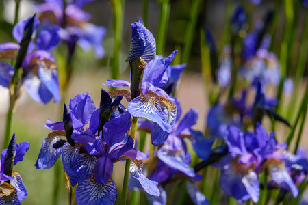 小小的紫蓝色鸢尾花——花园里盛开的春花.
