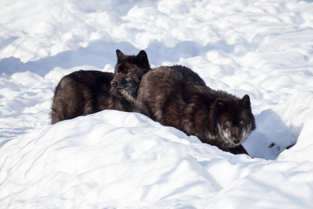 两只加拿大黑狼站在白雪上.犬狼疮.照片