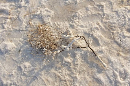 巴斯昆恰克湖上的盐和盐树枝.俄罗斯,伏尔加格勒照片