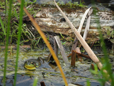 芦苇丛中的牛蛙图片