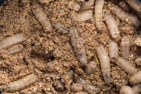 活海绵许多活的幼虫用于捕鱼,背景照片