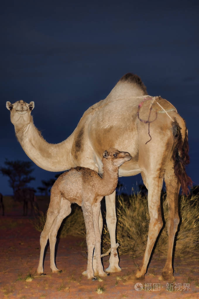 骆驼照片-正版商用图片2m2hj7-摄图新视界