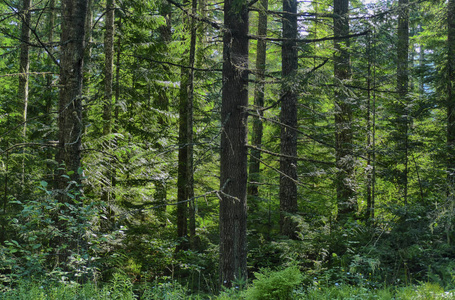 阔叶图片-阔叶素材-阔叶插画-摄图新视界