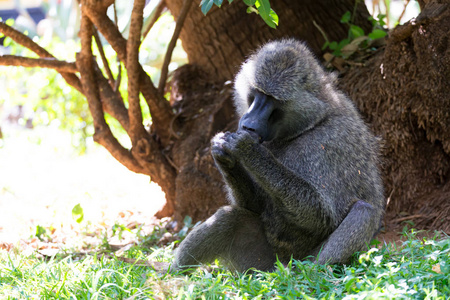 吃了它一只狒狒发现了一个水果并吃了它照片