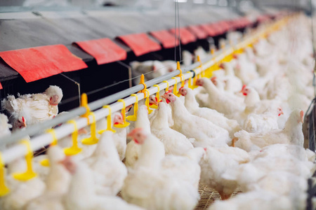 室内养鸡场,养鸡场,肉鸡养殖场照片