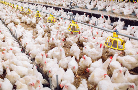 室内养鸡场,养鸡场,肉鸡养殖场照片