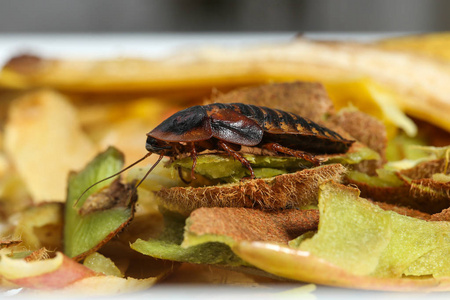 厨房里水果食物垃圾上的蟑螂照片