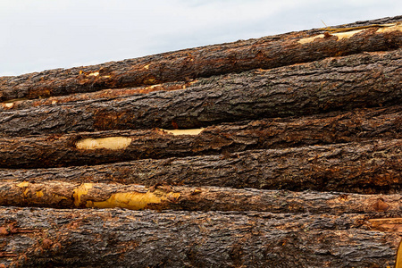 墙纸砍堆叠的橡木原木褐色长树干树皮硬风化背景图案照片