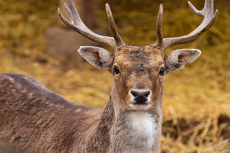 鹿褐色高贵动物肖像野生角特写可爱照片