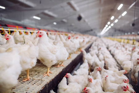 大型室内现代化养鸡场,养鸡.照片