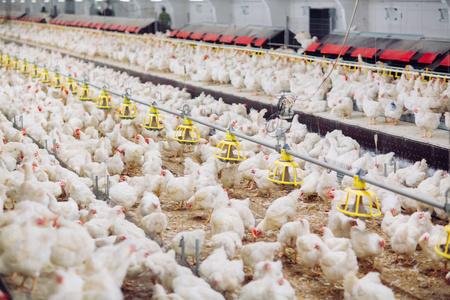 大型室内现代化养鸡场,养鸡.照片