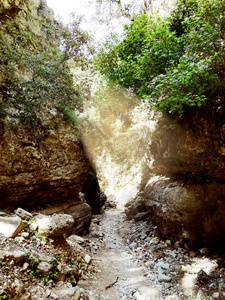 克里特岛高山峡谷与松林景观图片