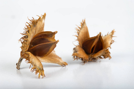 种子的山毛榉科图片