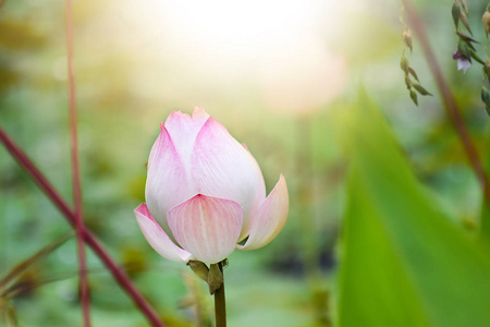 池中有阳光的粉红荷花照片