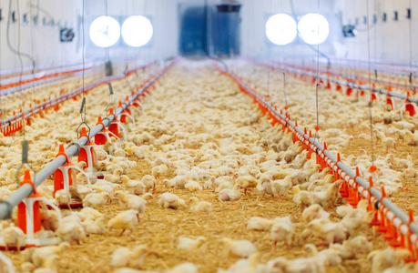 农业农村现代化大型室内现代化养鸡场,养鸡.照片