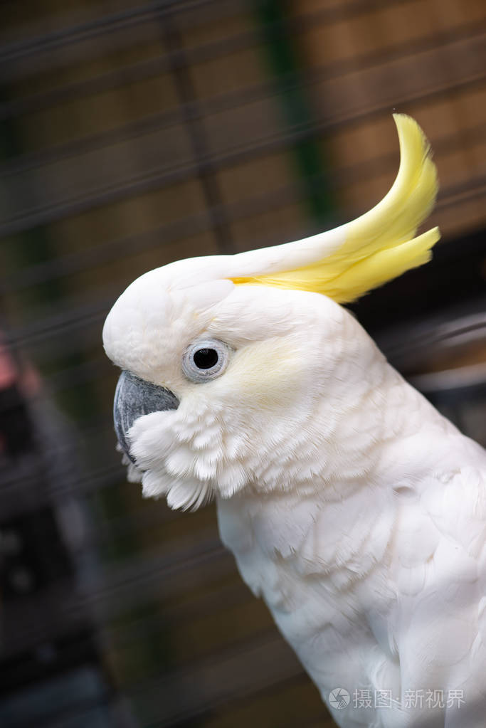 白色凤头鹦鹉特写肖像鸟类自然动物园