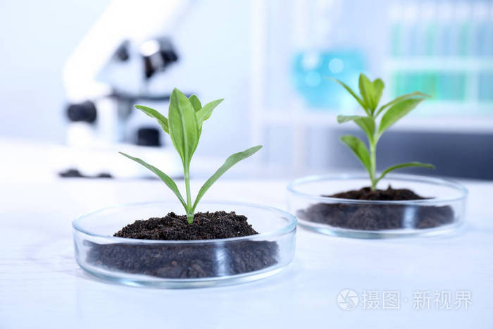 实验室培养皿中的绿色植物生物化学