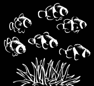 鱼黑白黑白线画画小丑鱼插画艺术摄影图