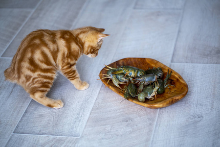 活猫在夏天的一天,姜黄色的小猫短尾巴和活螃蟹玩耍.p照片