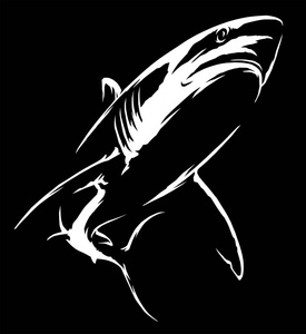 黑白线条画鲨鱼插画艺术图片