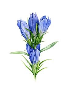 春天龙胆图片-春天龙胆素材-春天龙胆插画-摄图新视界