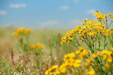 野草黄花盛夏图片