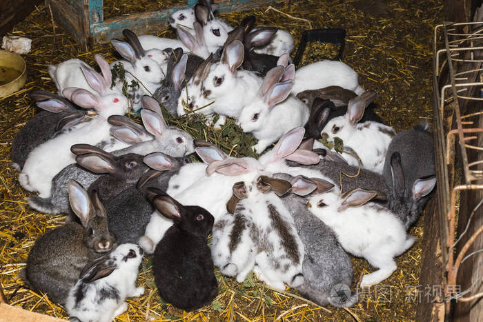 在一个小棚子里饲养一大群兔子