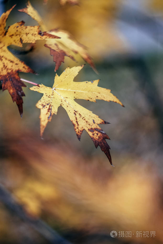 秋天枫叶黄橙模糊特写复古风格