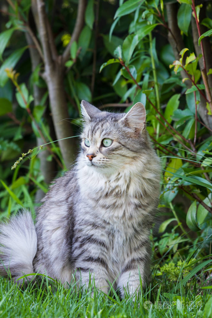 美丽的西伯利亚长毛猫 花园里家畜的低过敏性动物照片 正版商用图片2m48aw 摄图新视界 美丽的西伯利亚长毛猫 花园里家畜的低过敏性动物照片 正版商用图片2m48aw 摄图新视界