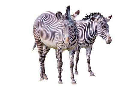 非哺乳动物图片