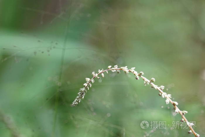 自然 园艺 花的 农业 特写镜头 植物学 成长 生长 森林