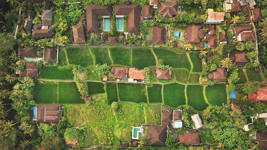 空中俯视红色屋顶的房子,游泳池和绿色稻田.