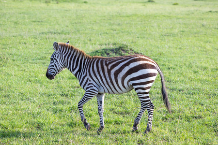 肯尼亚大迁徙肯尼亚大草原上的一只小斑马照片