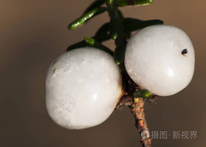 coremaalbum葡萄牙语crowberry白色或红色秋季浆果