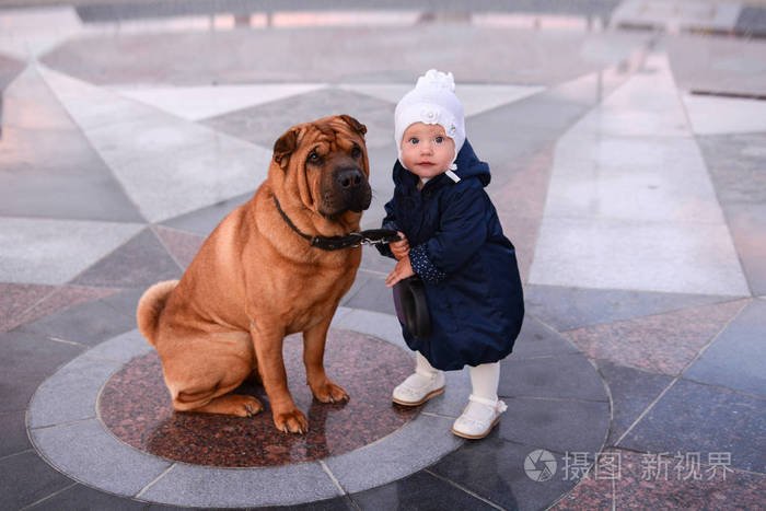 一个穿着蓝色外套戴着白帽子的小女孩牵着一条大红狗沙皮