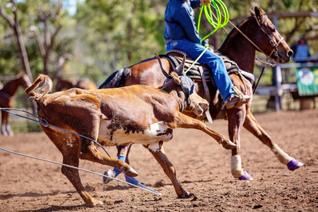 在澳大利亚的一个乡村牛仔竞技表演中套小牛照片